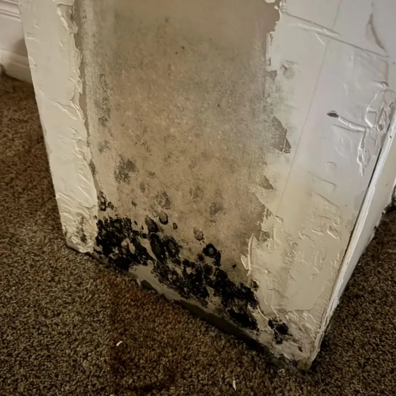 Professional Mold Removal in Clayton, GA